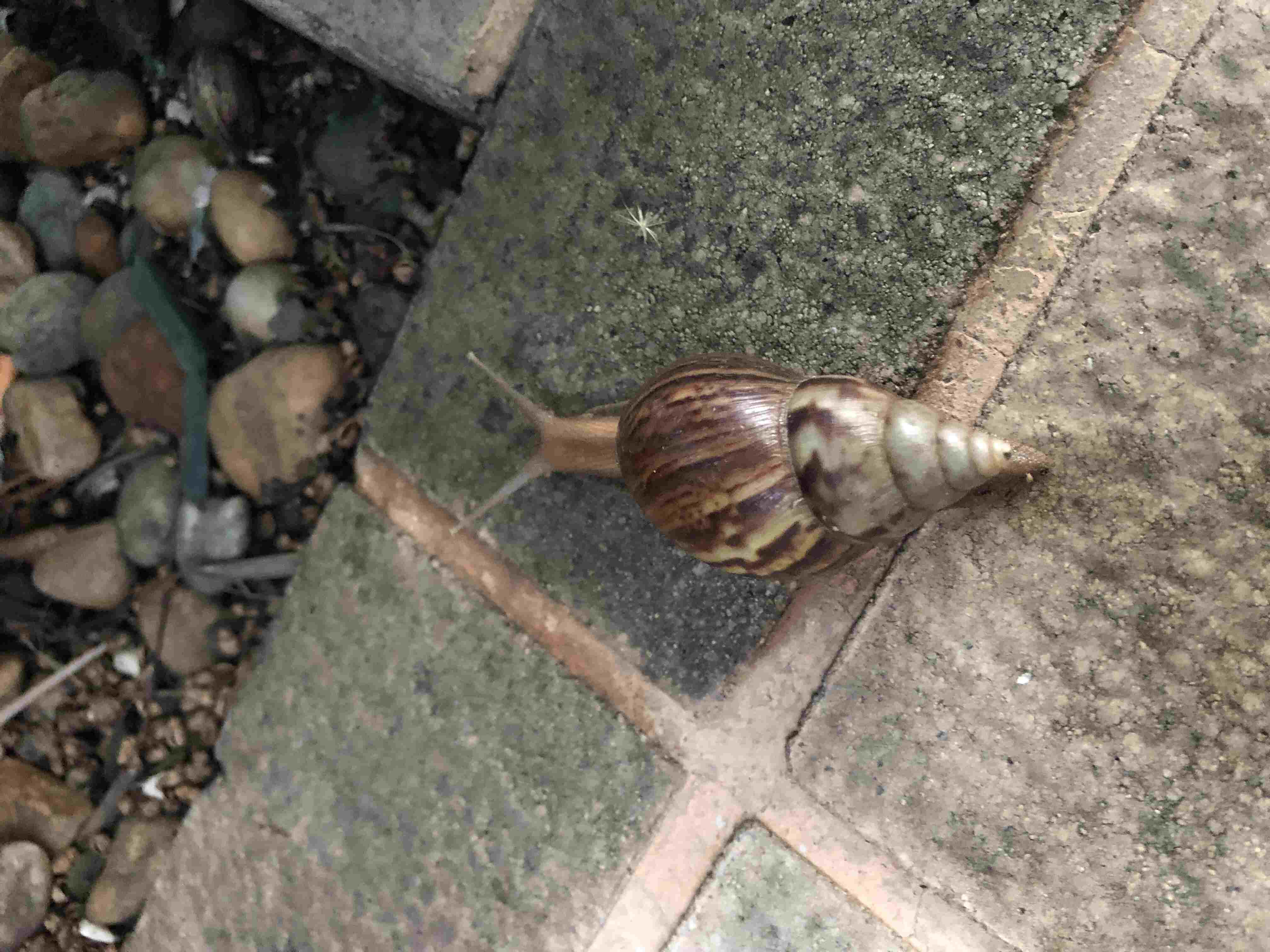 A snail that commonly appears after rainfall